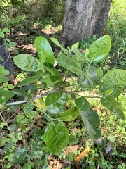 Ficus opposita