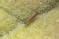 Thripidae
