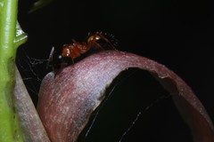 Opisthopsis