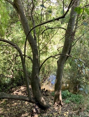 Ficus opposita