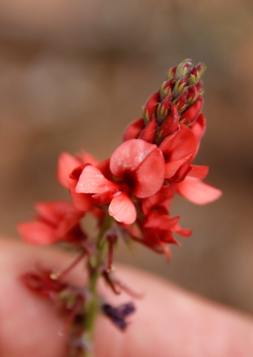 Image of Indigofera complanata by (c) Tony Rebelo, some rights reserved (CC BY-SA)