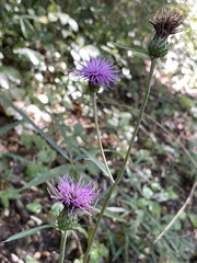 Cirsium