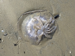 Rhizostoma pulmo