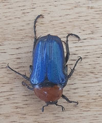 Leucocelis haemorrhoidalis