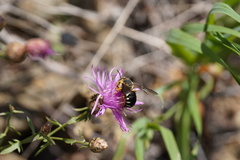 Icteranthidium laterale