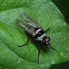 Anthomyia medialis