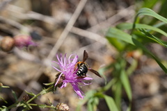 Icteranthidium laterale