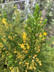 Euryops virgineus