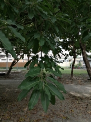 Ficus virens sublanceolata