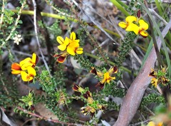 Pultenaea densifolia