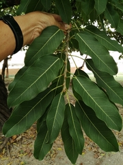 Ficus virens sublanceolata
