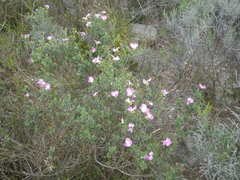 Podalyria microphylla