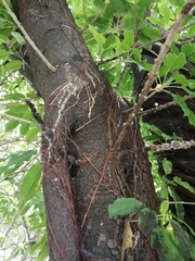 Ficus virens sublanceolata