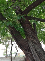 Ficus virens sublanceolata