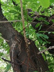 Ficus virens sublanceolata