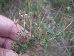 Adenandra marginata marginata