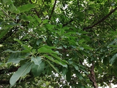 Ficus virens sublanceolata