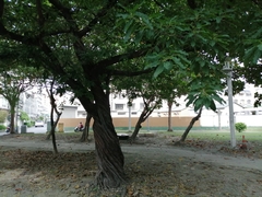 Ficus virens sublanceolata