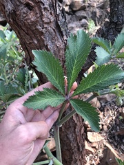 Cyphostemma lanigerum