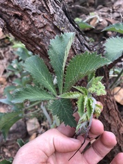 Cyphostemma lanigerum