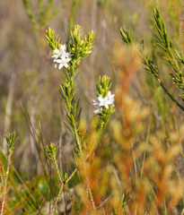 Philotheca queenslandica