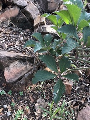 Cyphostemma lanigerum