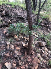 Cyphostemma lanigerum