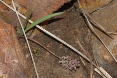 Ledebouria minima