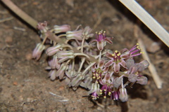 Ledebouria minima