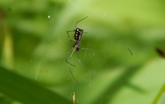 Microlinyphia sterilis