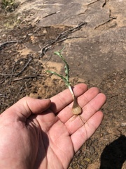 Dipcadi platyphyllum