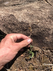 Dipcadi platyphyllum