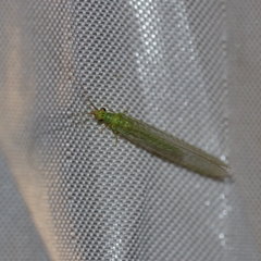 Plesiochrysa ramburi