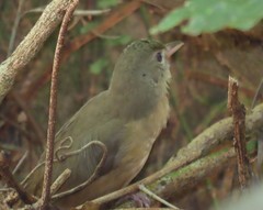 Colluricincla rufogaster rufogaster