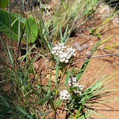 Asclepias cucullata cucullata