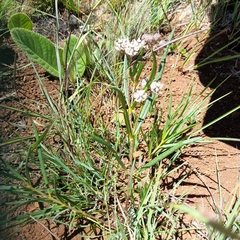 Asclepias cucullata cucullata