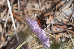 Icteranthidium laterale