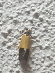 Merocroca automima
