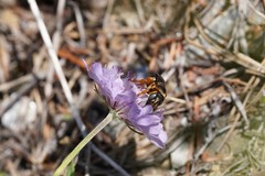 Icteranthidium laterale