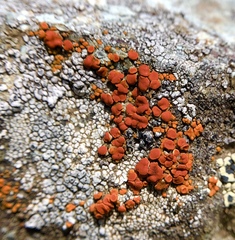 Polycauliona luteominia