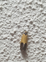 Merocroca automima