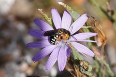 Icteranthidium laterale