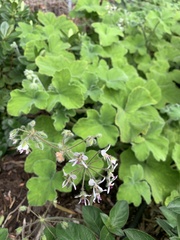 Pelargonium tomentosum