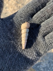 Turritellinella tricarinata