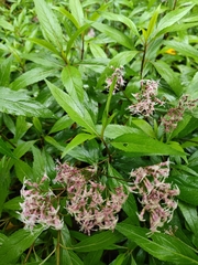 Eupatorium fortunei