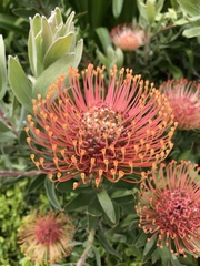 Leucospermum × hybridum
