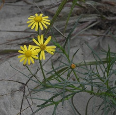 Senecio inaequidens