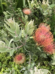 Leucospermum × hybridum