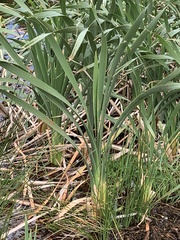 Typha capensis