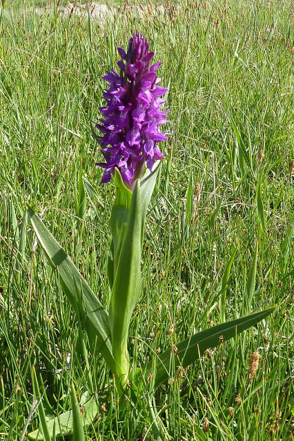 Marsh orchids from Caldiran / TURKEY on June 2, 2012 by Roberto Sindaco ...